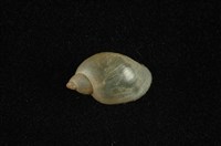 藏品(臺灣椎實螺)的圖片